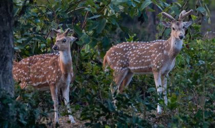 Jim corbett Jim corbett